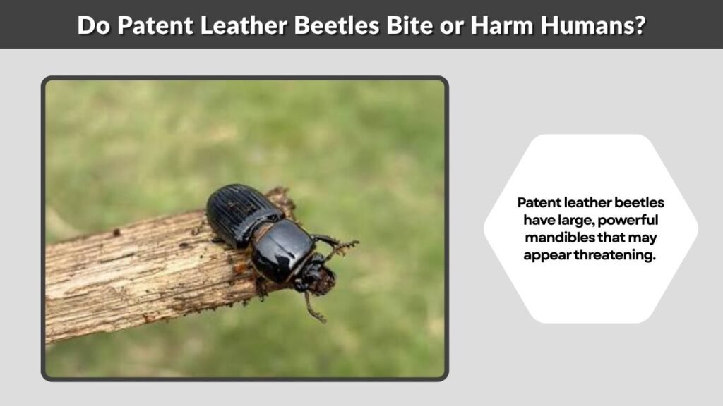 Do Patent Leather Beetles Bite or Harm Humans?