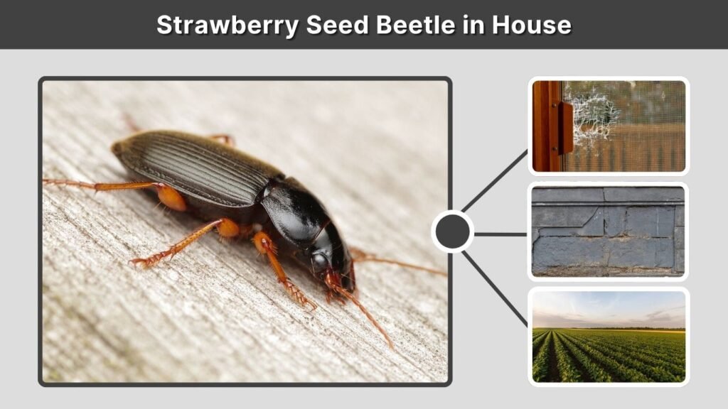 Strawberry Seed Beetle in House