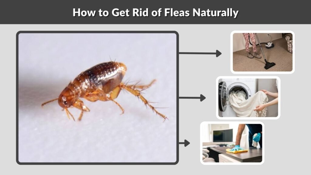 How to Get Rid of Fleas Naturally