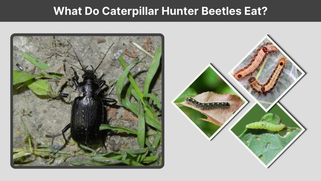What Do Caterpillar Hunter Beetles Eat?