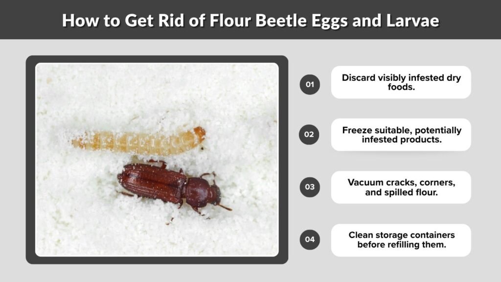 How to Get Rid of Flour Beetle Eggs and Larvae