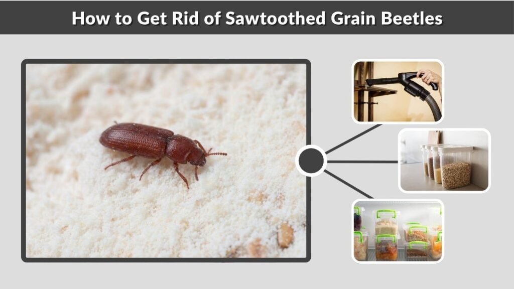 How to Get Rid of Sawtoothed Grain Beetles