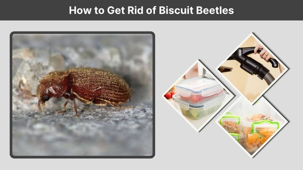 How to Get Rid of Biscuit Beetles