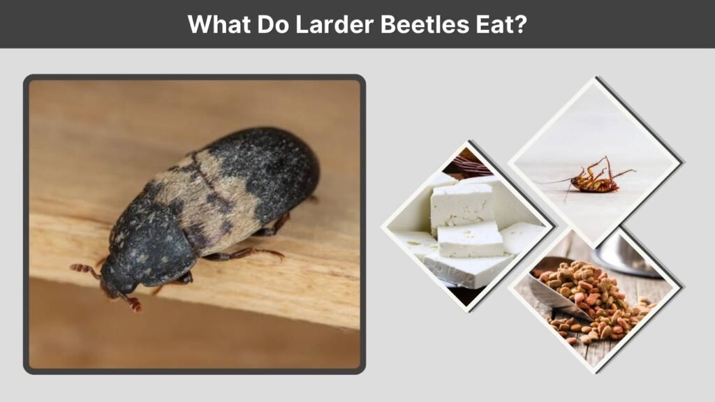 What Do Larder Beetles Eat?