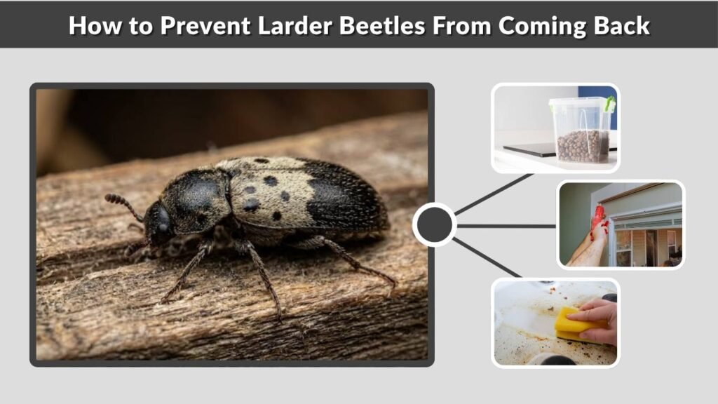 How to Prevent Larder Beetles From Coming Back