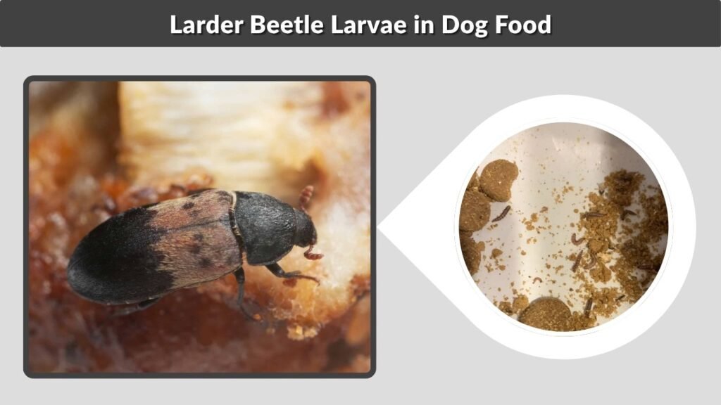 Larder Beetle Larvae in Dog Food