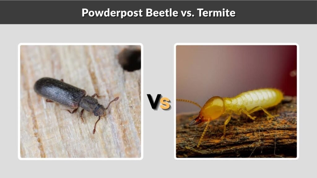 Powderpost Beetle vs. Termite
