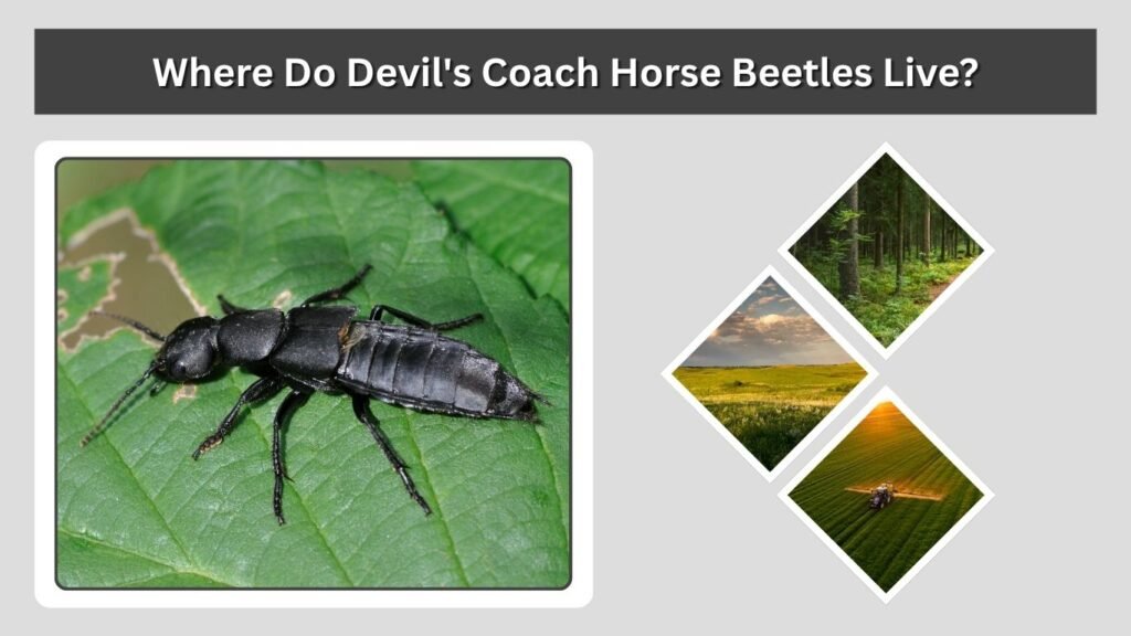 Where Do Devil's Coach Horse Beetles Live?