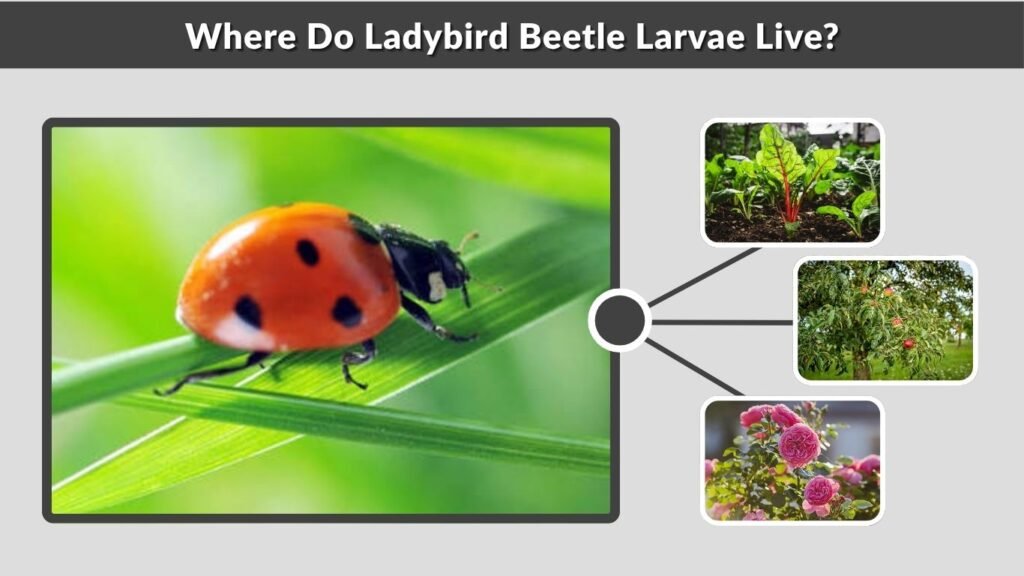 Where Do Ladybird Beetle Larvae Live?
