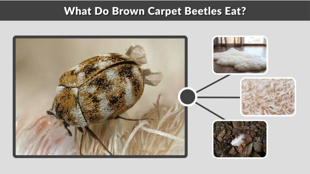 What Do Brown Carpet Beetles Eat?