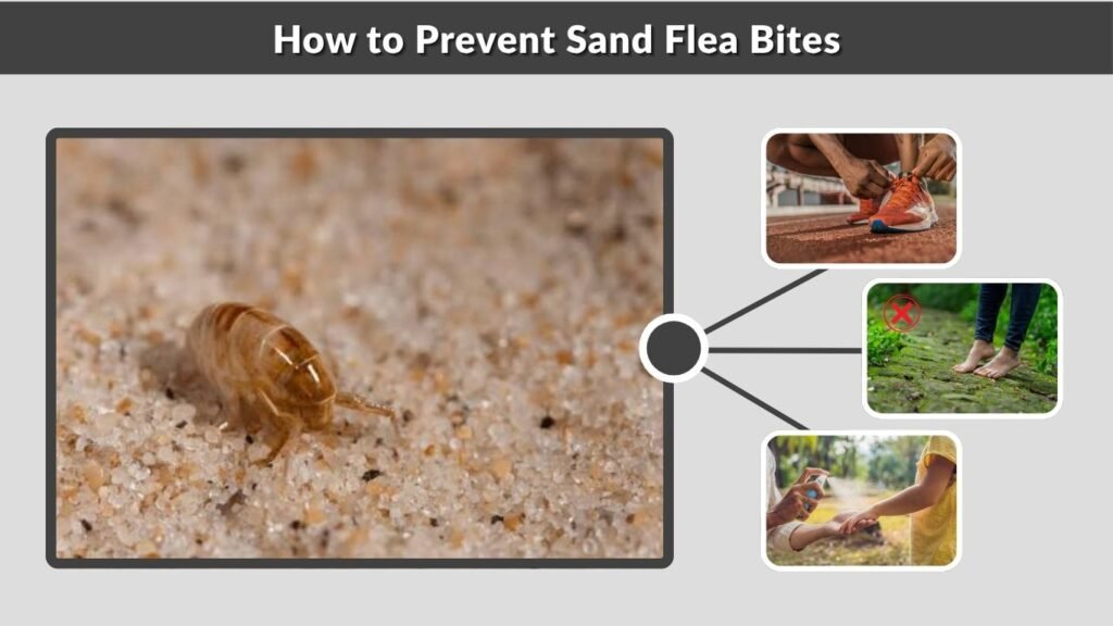How to Prevent Sand Flea Bites
