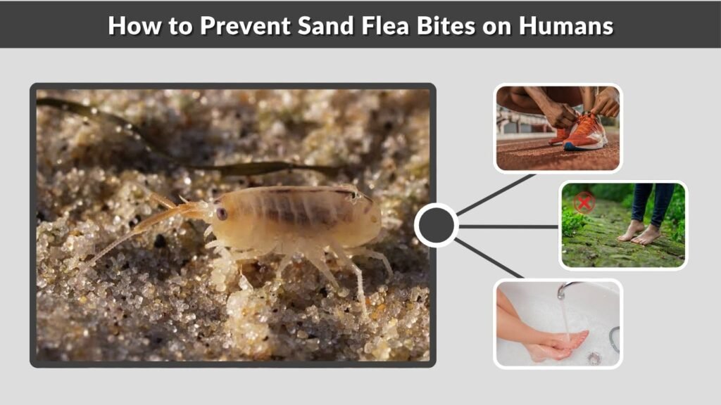 How to Prevent Sand Flea Bites on Humans