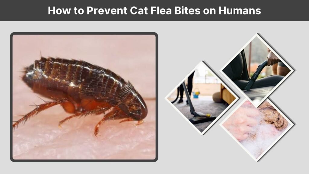 How to Prevent Cat Flea Bites on Humans