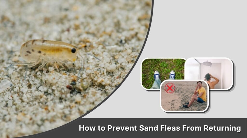 How to Prevent Sand Fleas From Returning