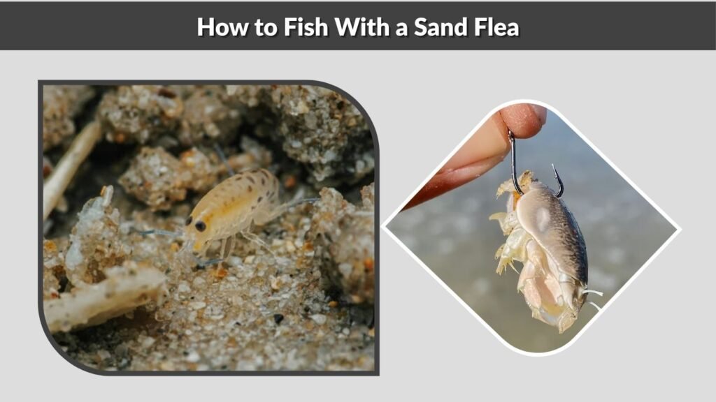 How to Fish With a Sand Flea