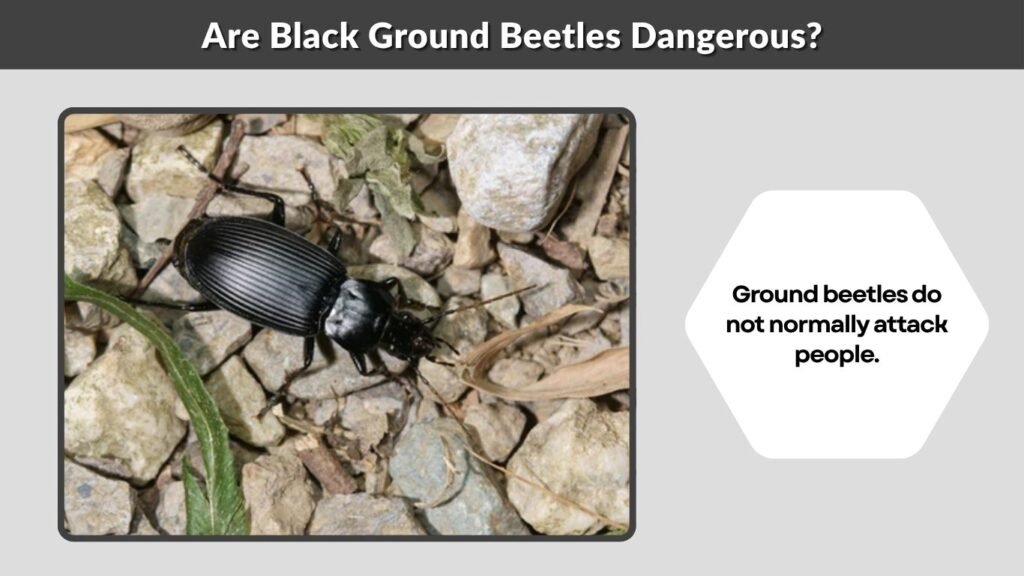 Are Black Ground Beetles Dangerous?