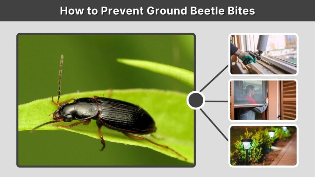 How to Prevent Ground Beetle Bites
