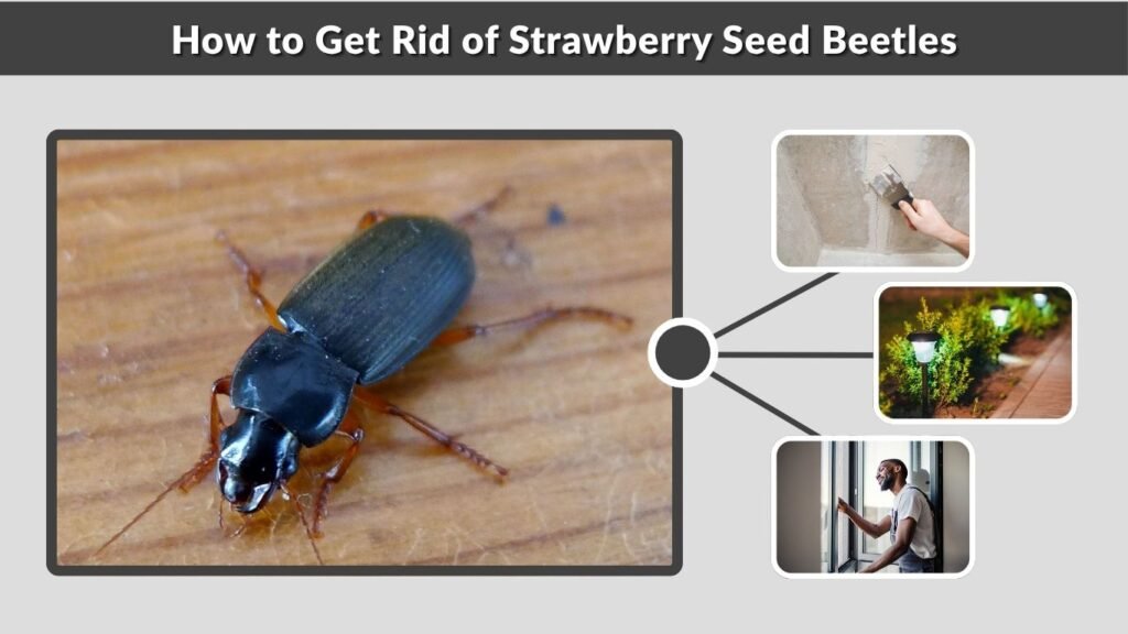 How to Get Rid of Strawberry Seed Beetles