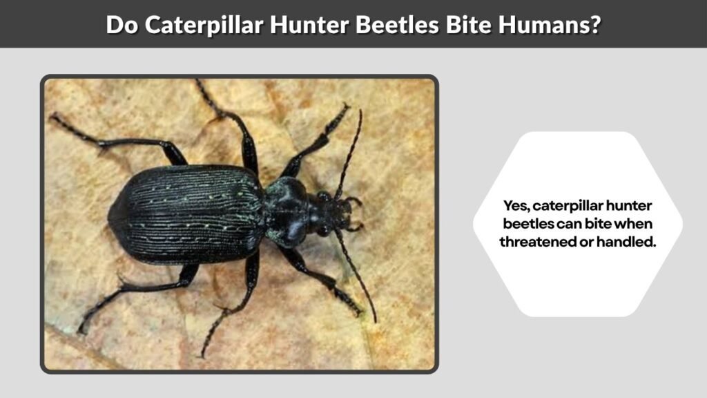 Do Caterpillar Hunter Beetles Bite Humans?