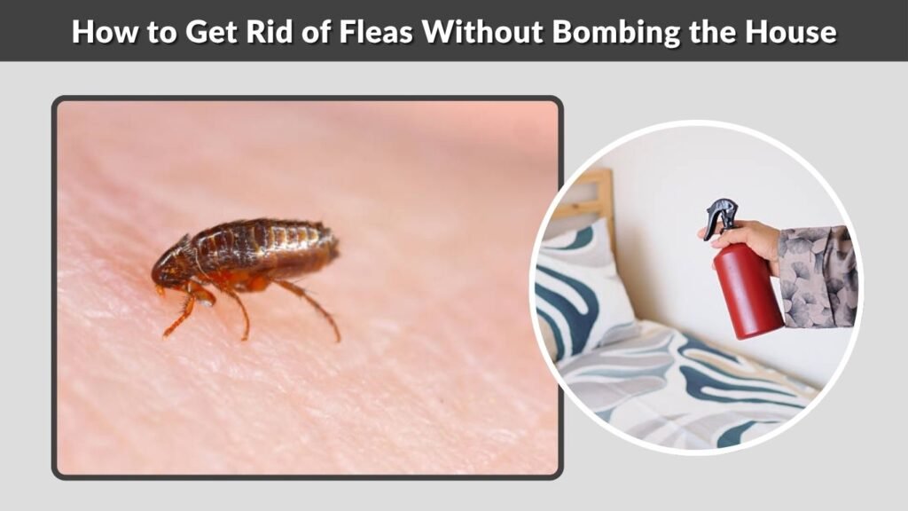 How to Get Rid of Fleas Without Bombing the House