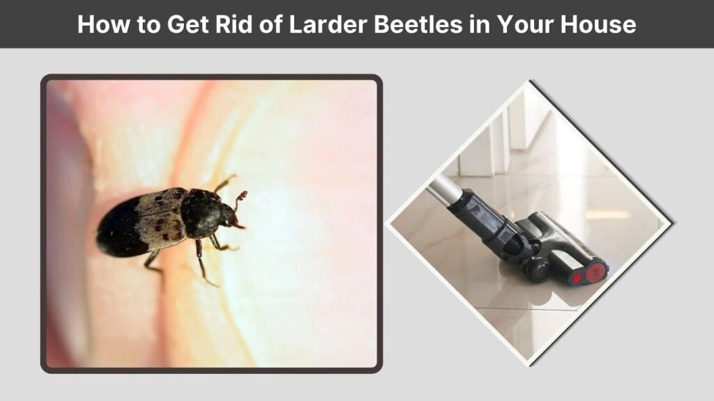 How to Get Rid of Larder Beetles in Your House