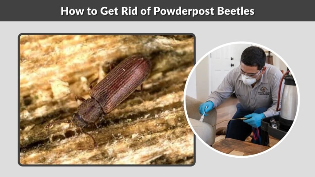 How to Get Rid of Powderpost Beetles