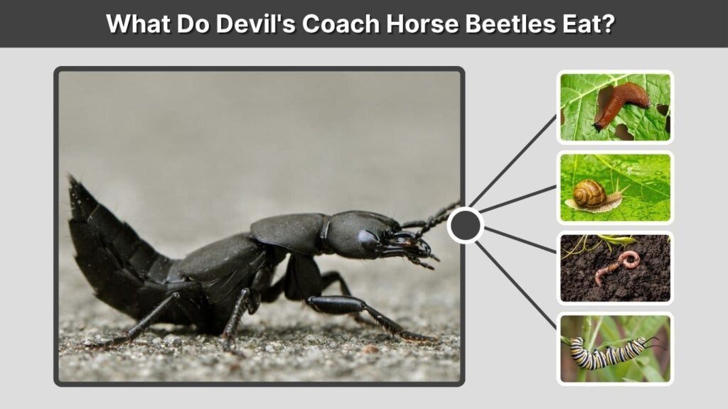 What Do Devil's Coach Horse Beetles Eat?