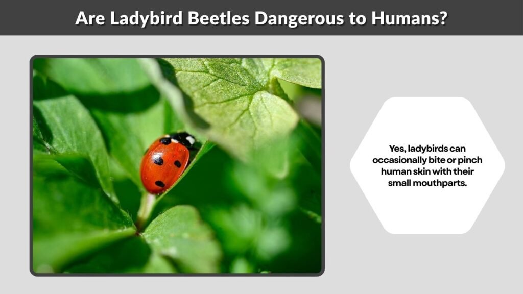 Are Ladybird Beetles Dangerous to Humans?