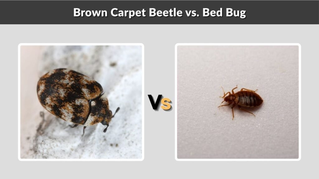 Brown Carpet Beetle vs. Bed Bug