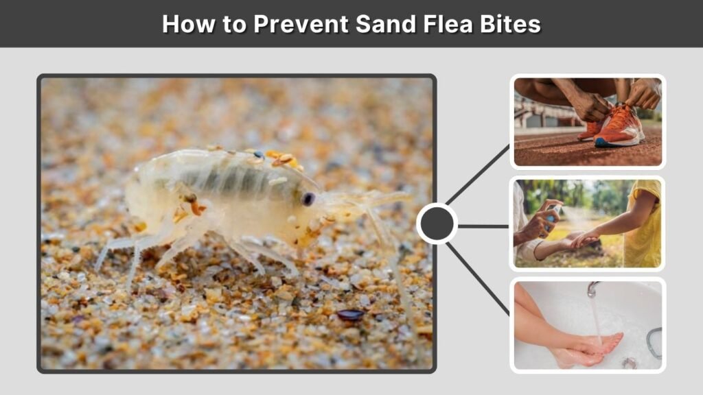 How to Prevent Sand Flea Bites