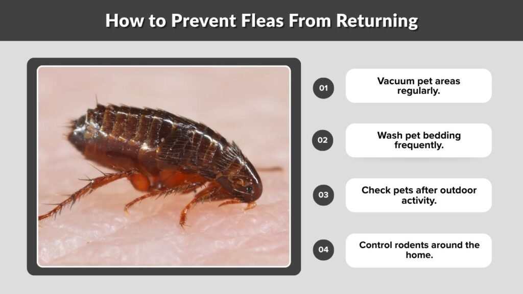 How to Prevent Fleas From Returning