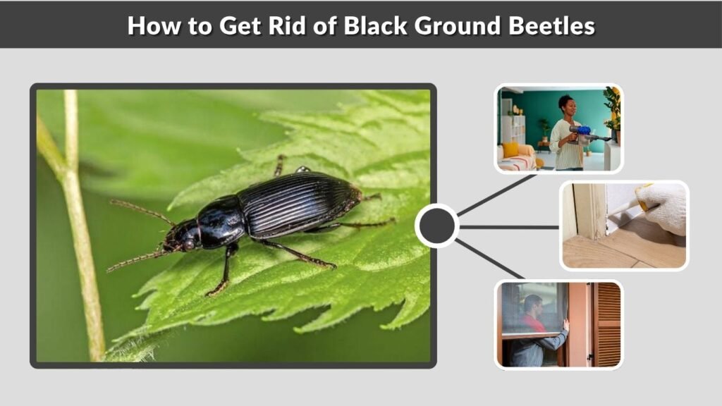How to Get Rid of Black Ground Beetles