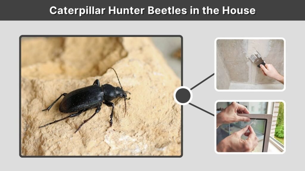Caterpillar Hunter Beetles in the House