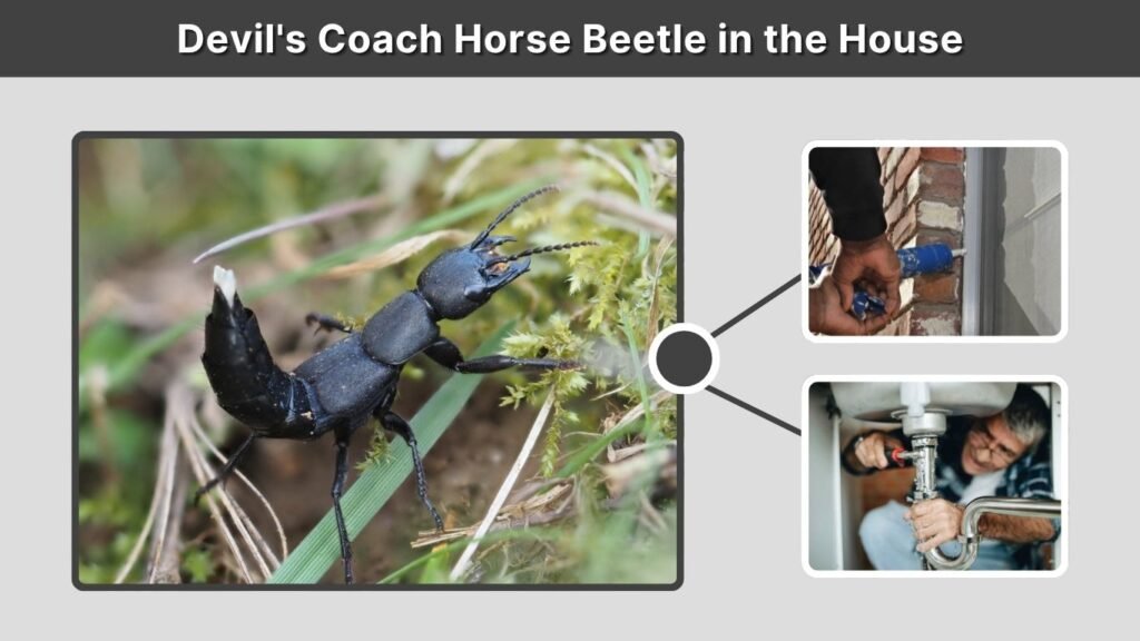 Devil's Coach Horse Beetle in the House