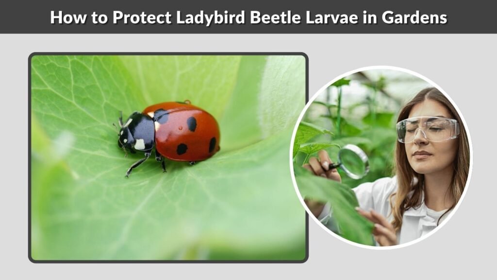 How to Protect Ladybird Beetle Larvae in Gardens