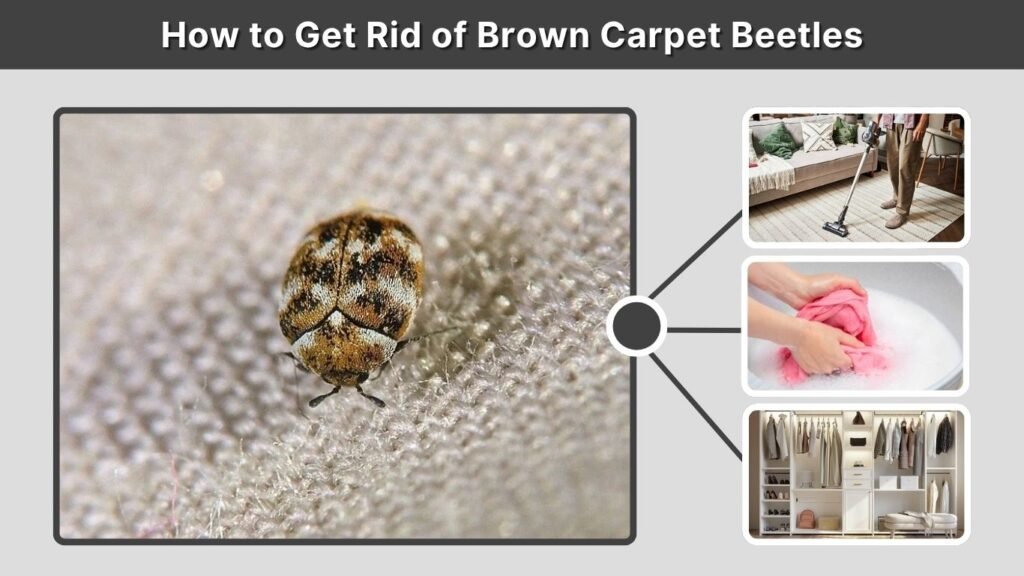How to Get Rid of Brown Carpet Beetles
