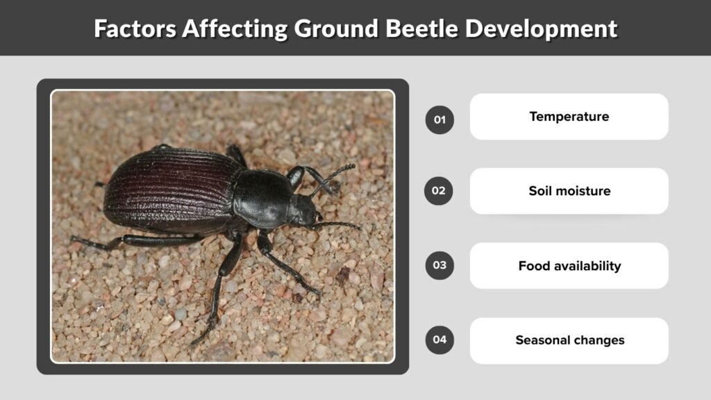 Factors Affecting Ground Beetle Development